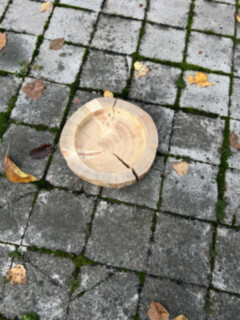 Schale aus Stamm